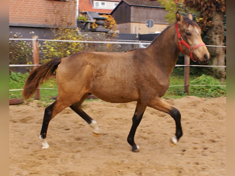 Duitse rijpony Hengst veulen (02/2024) 148 cm Falbe in Velpke