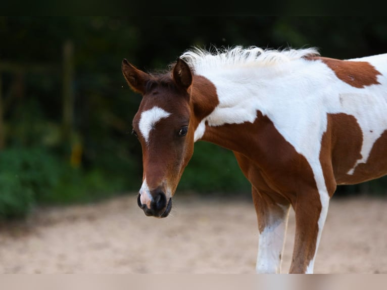 Duitse rijpony Hengst veulen (05/2024) 148 cm Gevlekt-paard in Solingen