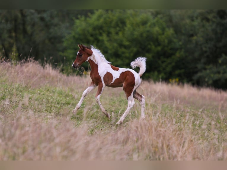 Duitse rijpony Hengst veulen (05/2024) 148 cm Gevlekt-paard in Solingen