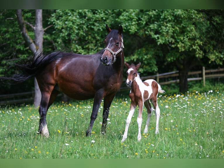 Duitse rijpony Hengst veulen (05/2024) 148 cm Gevlekt-paard in Solingen