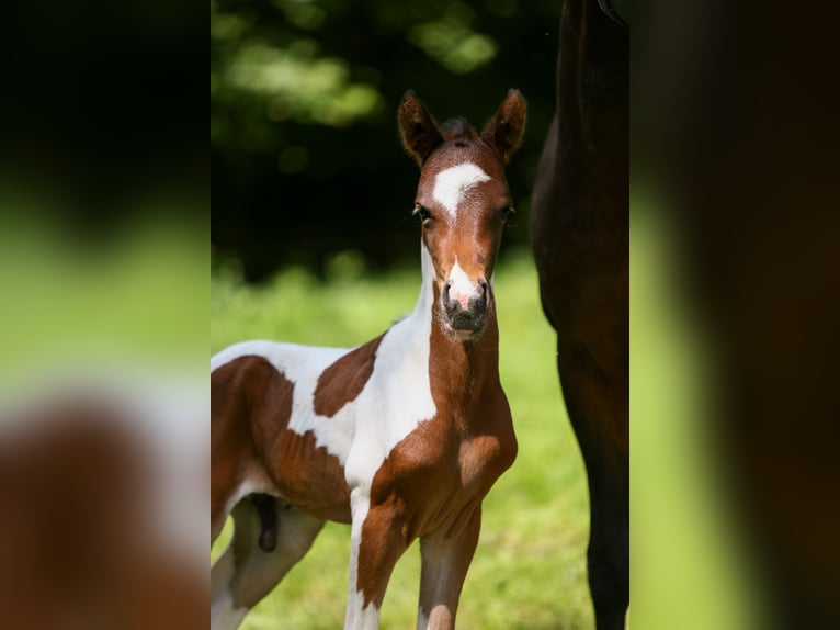 Duitse rijpony Hengst veulen (05/2024) 148 cm Gevlekt-paard in Solingen