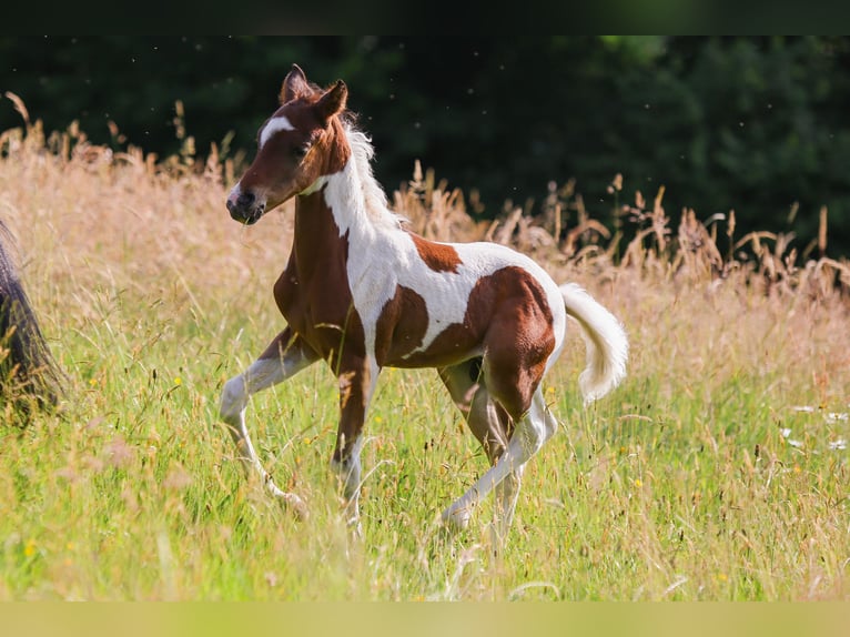 Duitse rijpony Hengst veulen (05/2024) 148 cm Gevlekt-paard in Solingen