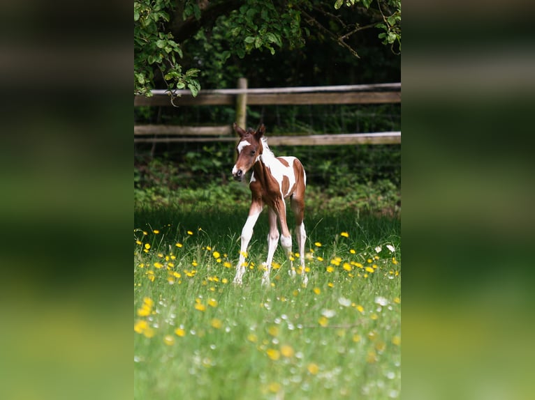 Duitse rijpony Hengst veulen (05/2024) 148 cm Gevlekt-paard in Solingen