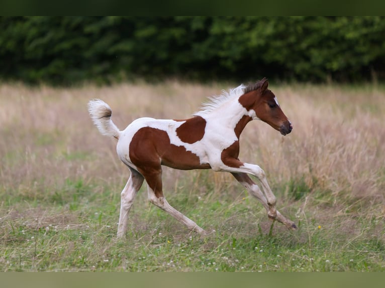 Duitse rijpony Hengst veulen (05/2024) 148 cm Gevlekt-paard in Solingen