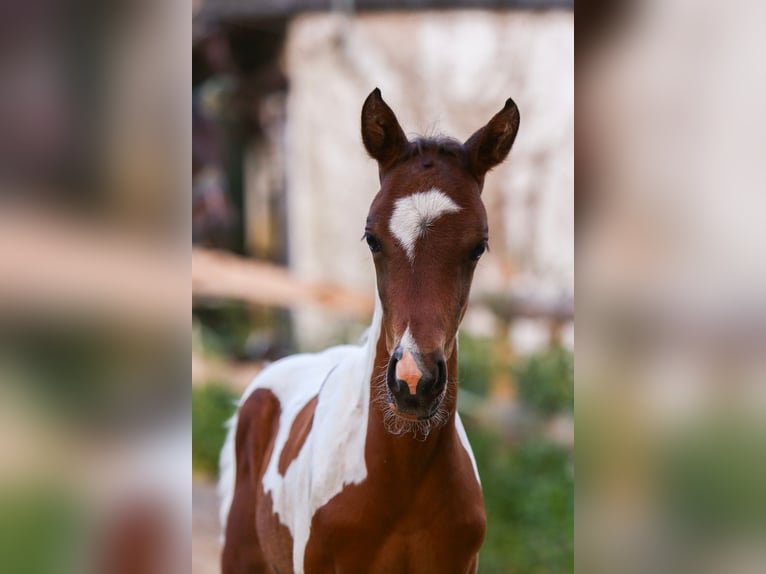 Duitse rijpony Hengst veulen (05/2024) 148 cm Gevlekt-paard in Solingen