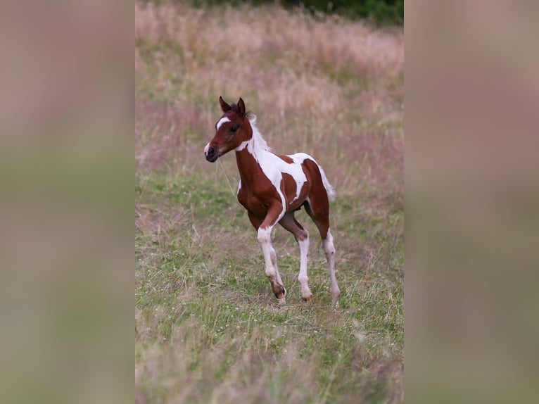 Duitse rijpony Hengst veulen (05/2024) 148 cm Gevlekt-paard in Solingen