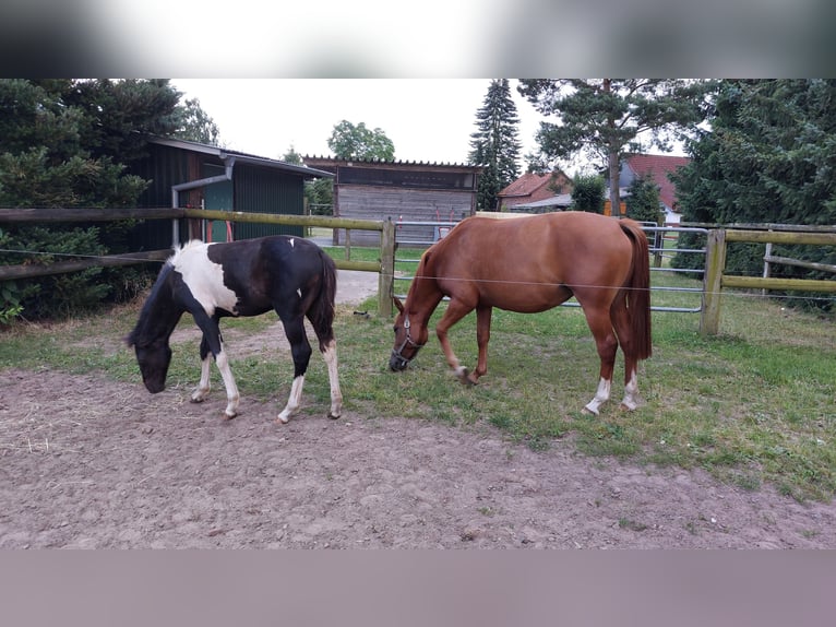 Duitse rijpony Hengst veulen (03/2024) 148 cm Gevlekt-paard in Wittendörp