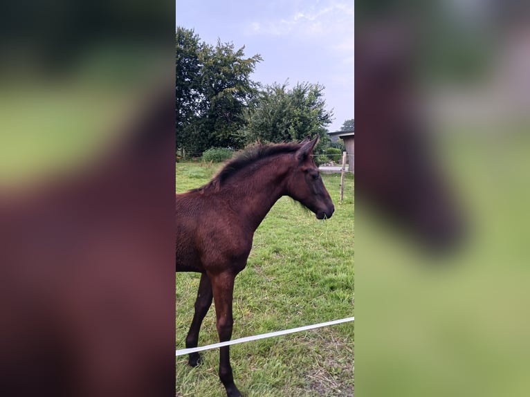 Duitse rijpony Hengst veulen (05/2024) 148 cm kan schimmel zijn in Süderstapel