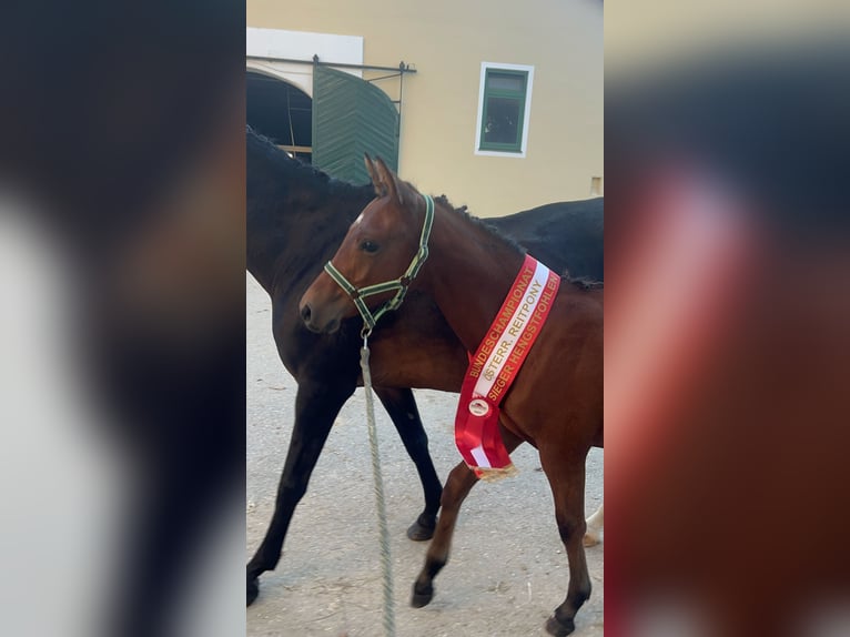 Duitse rijpony Hengst Veulen (04/2025) 148 cm Lichtbruin in Manning