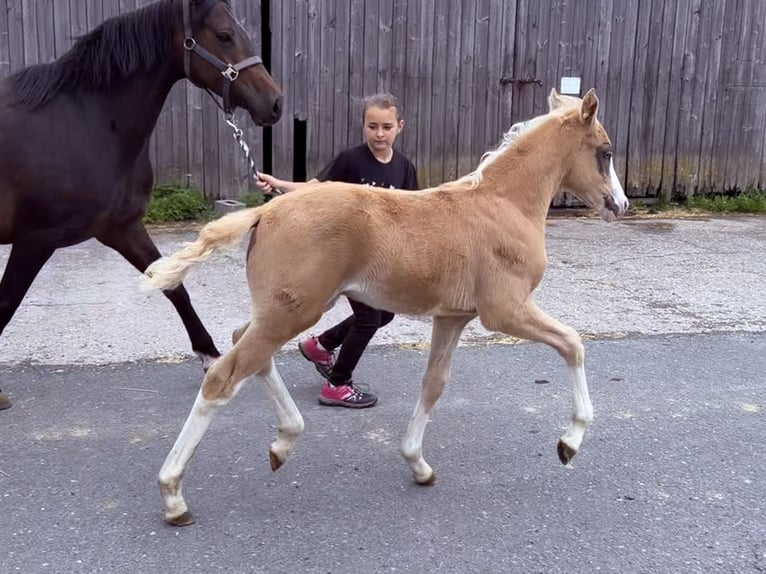 Duitse rijpony Hengst Veulen (04/2026) 148 cm Palomino in Marktschorgast