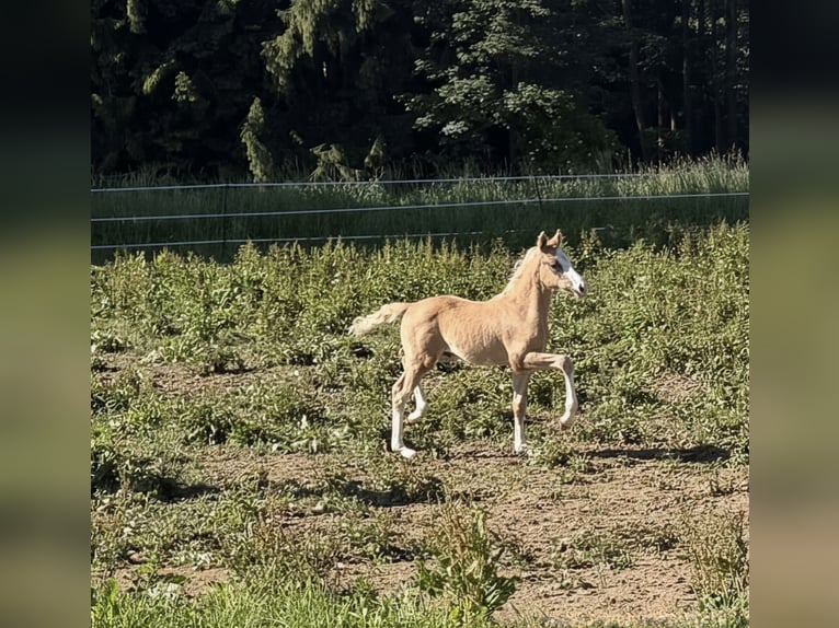 Duitse rijpony Hengst Veulen (04/2026) 148 cm Palomino in Marktschorgast