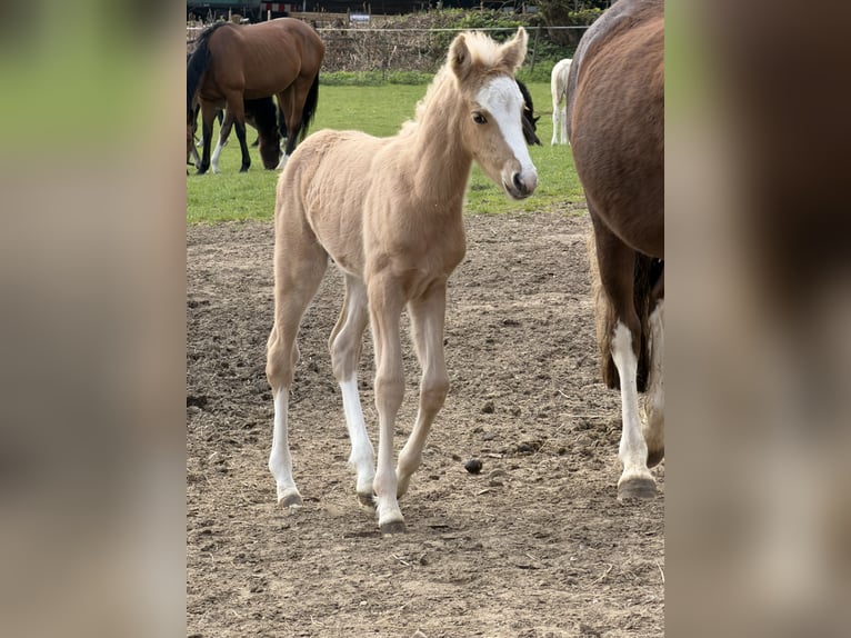 Duitse rijpony Hengst Veulen (04/2026) 148 cm Palomino in Hanerau-Hademarschen
