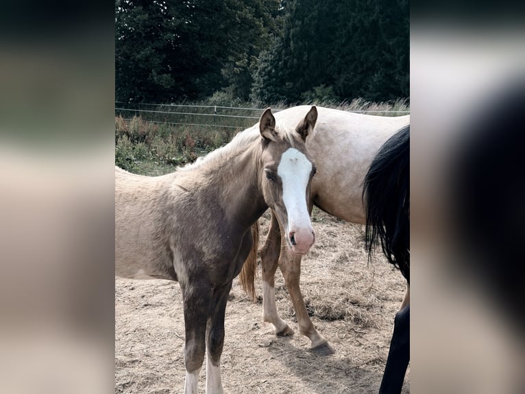 Duitse rijpony Hengst Veulen (04/2026) 148 cm Palomino in Bad Berneck im Fichtelgebirge