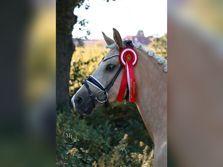 Duitse rijpony Hengst Veulen (03/2026) 148 cm Palomino in Hamm