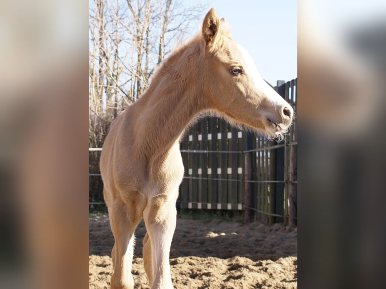 Duitse rijpony Hengst  148 cm Palomino in Velpke