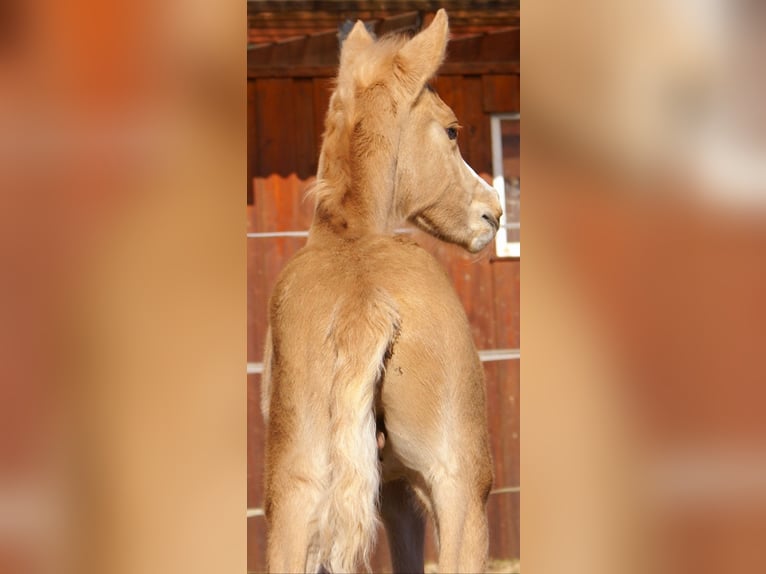 Duitse rijpony Hengst  148 cm Palomino in Velpke