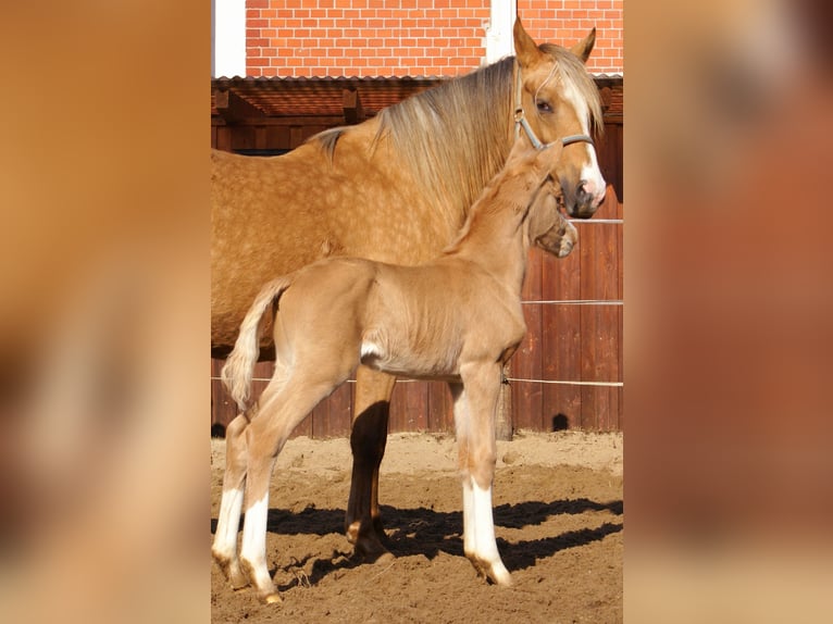 Duitse rijpony Hengst  148 cm Palomino in Velpke