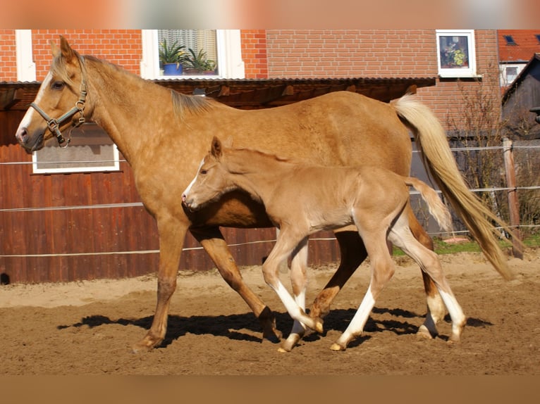 Duitse rijpony Hengst  148 cm Palomino in Velpke