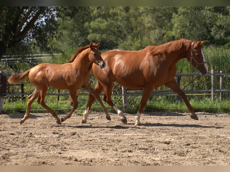 Duitse rijpony Hengst Veulen (05/2026) 148 cm Red Dun in Willemstad