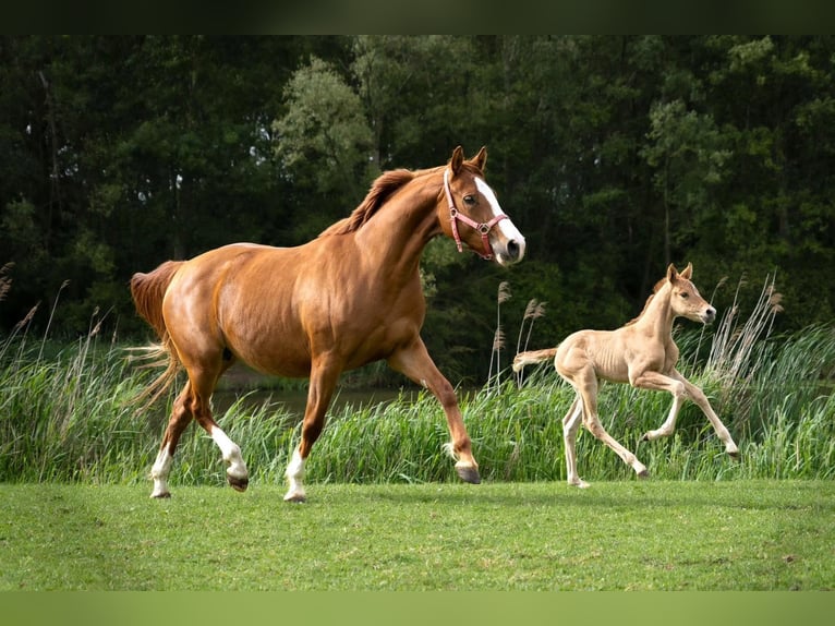 Duitse rijpony Hengst Veulen (05/2026) 148 cm Red Dun in Willemstad