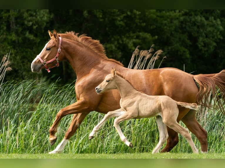 Duitse rijpony Hengst Veulen (05/2026) 148 cm Red Dun in Willemstad