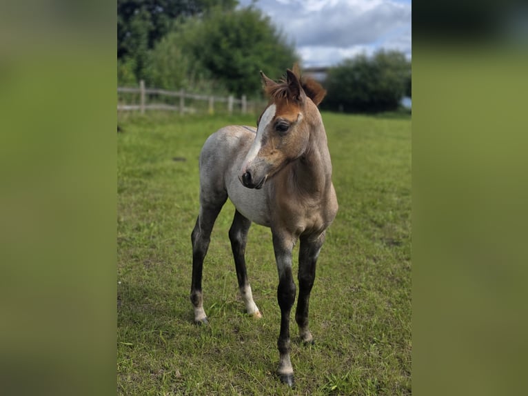 Duitse rijpony Hengst Veulen (06/2026) 148 cm Schimmel in Büdelsdorf