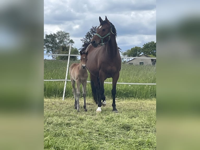 Duitse rijpony Hengst Veulen (05/2026) 148 cm Schimmel in AnröchteAltenmellrich