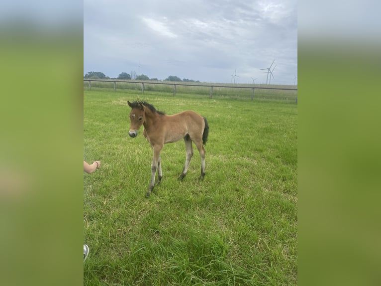 Duitse rijpony Hengst Veulen (05/2026) 148 cm Schimmel in AnröchteAltenmellrich