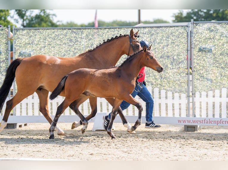 Duitse rijpony Hengst Veulen (04/2025) 148 cm in Ahaus