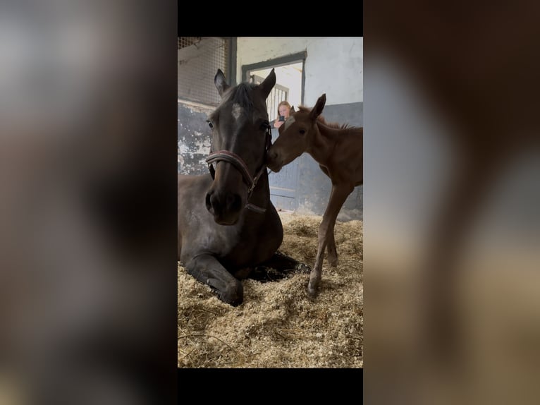 Duitse rijpony Hengst Veulen (05/2025) 148 cm Vos in Stralsund