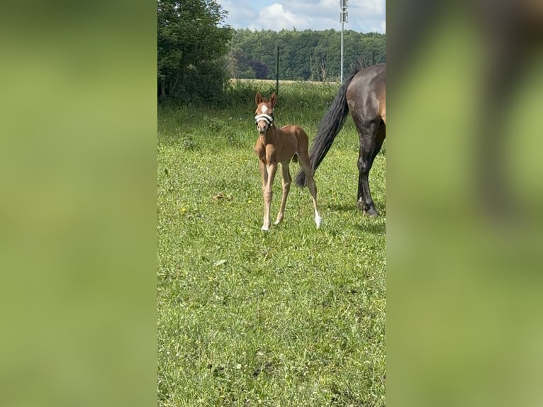 Duitse rijpony Hengst Veulen (05/2025) 148 cm Vos in Stralsund