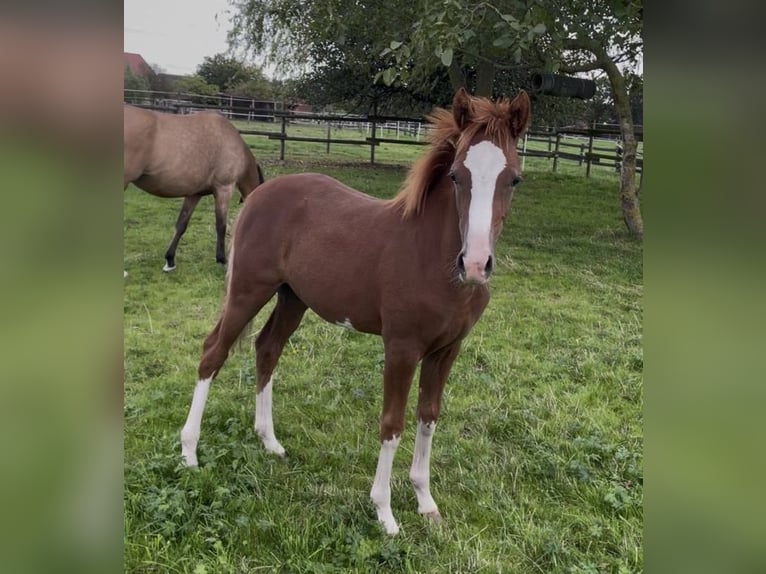 Duitse rijpony Hengst Veulen (04/2026) 148 cm Vos in Nordkirchen