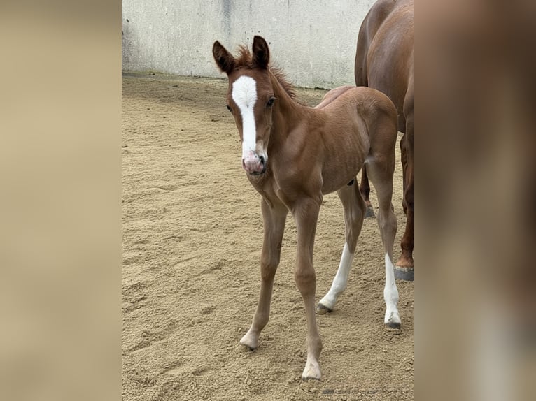 Duitse rijpony Hengst Veulen (05/2026) 148 cm Vos in Marktschorgast