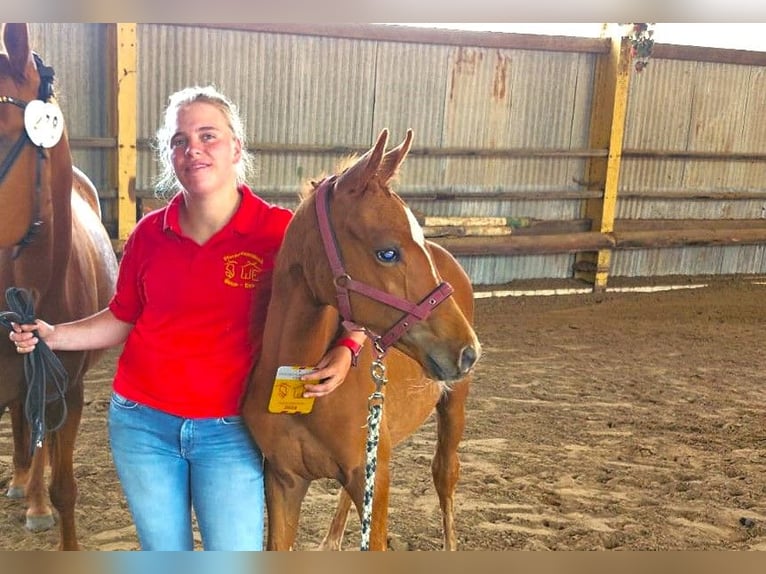 Duitse rijpony Hengst veulen (03/2024) 148 cm Vos in Ostrhauderfehn