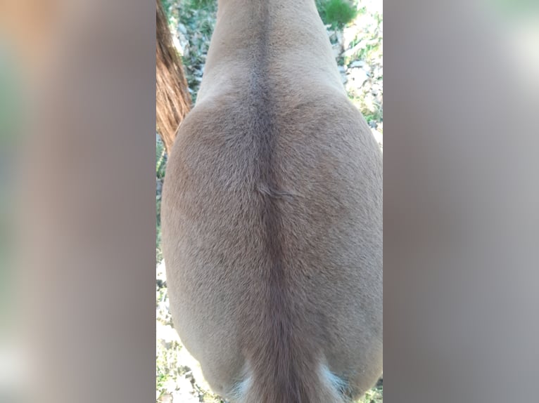 Duitse rijpony Hengst  148 cm Vos in Lindau