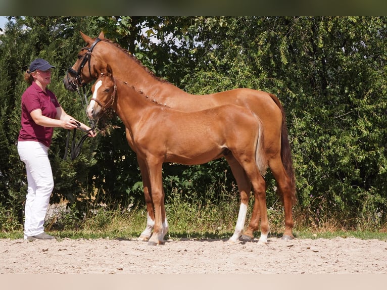 Duitse rijpony Hengst Veulen (03/2025) 148 cm Vos in Lindau