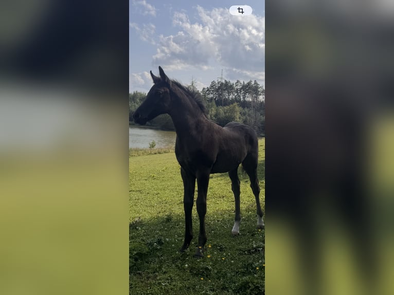 Duitse rijpony Hengst Veulen (06/2026) 148 cm Zwart in Eberfing