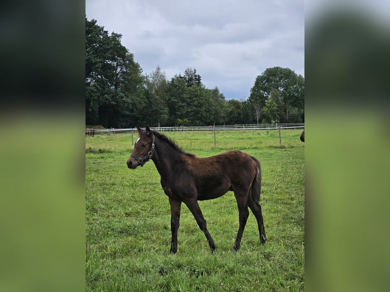 Duitse rijpony Hengst veulen (04/2024) 148 cm Zwartbruin in Visselhövede