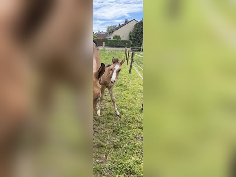 Duitse rijpony Hengst Veulen (04/2026) 149 cm Falbe in Rommerskirchen