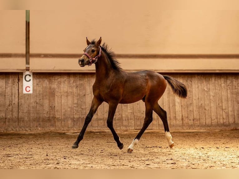 Duitse rijpony Hengst Veulen (04/2026) 150 cm Buckskin in Großröhrsdorf