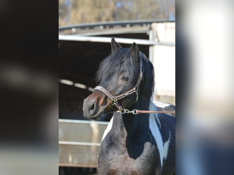 Duitse rijpony Hengst veulen (02/2024) 150 cm Tobiano-alle-kleuren in Frelsdorf