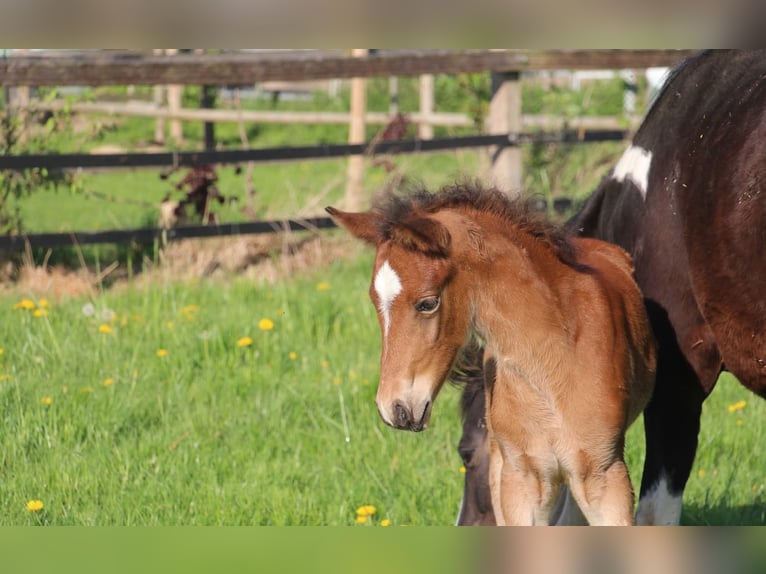 Duitse rijpony Hengst  153 cm Bruin in Rees