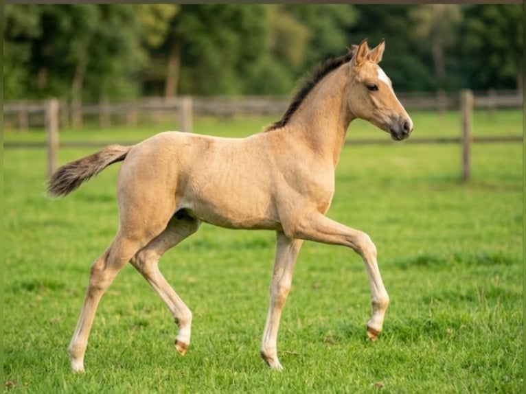 Duitse rijpony Hengst Veulen (05/2026) 155 cm Buckskin in PLANKSTADT