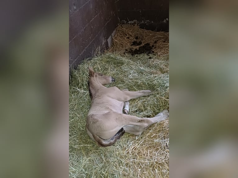 Duitse rijpony Hengst Veulen (05/2026) 155 cm Buckskin in PLANKSTADT