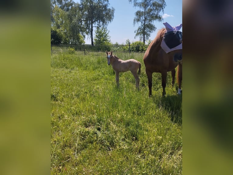 Duitse rijpony Hengst Veulen (05/2026) 155 cm Buckskin in PLANKSTADT