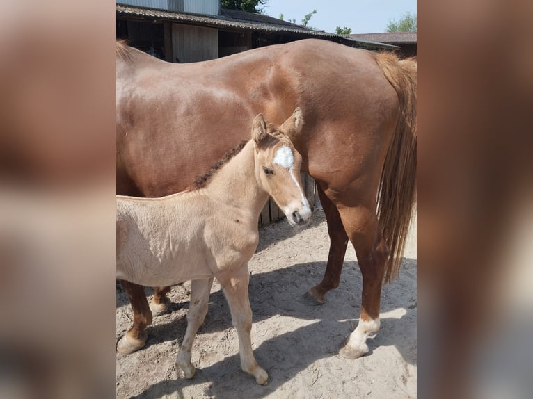 Duitse rijpony Hengst Veulen (05/2026) 155 cm Buckskin in PLANKSTADT