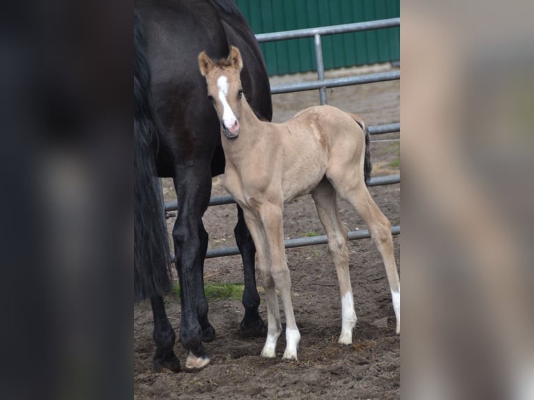 Duitse rijpony Hengst Veulen (04/2026) 155 cm Buckskin in Langwedel