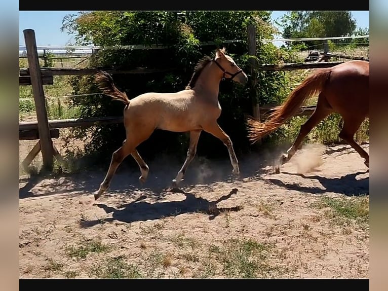 Duitse rijpony Hengst Veulen (05/2026) 155 cm Dunalino in PLANKSTADT