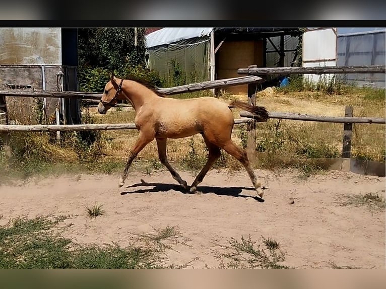 Duitse rijpony Hengst Veulen (05/2026) 155 cm Falbe in Plankstadt