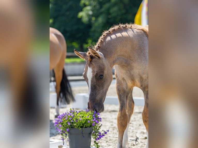 Duitse rijpony Hengst veulen (03/2024) Brown Falb schimmel in Bösel